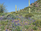 photo thumbnail #13