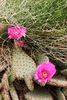photo thumbnail #14