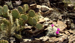 photo thumbnail #9
