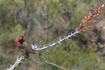 photo thumbnail #5