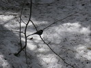photo thumbnail #12