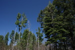 photo thumbnail #11