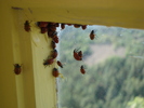 photo thumbnail #9