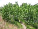 photo thumbnail #3