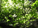 photo thumbnail #15