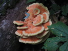 photo thumbnail #4