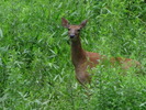 photo thumbnail #12