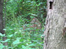 photo thumbnail #13
