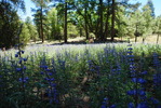 photo thumbnail #14
