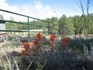 photo thumbnail #6
