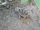 photo thumbnail #10