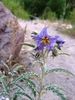 photo thumbnail #12