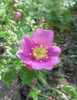 photo thumbnail #4