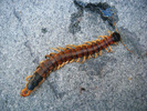 photo thumbnail #7