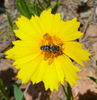 photo thumbnail #13