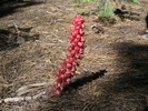 photo thumbnail #12