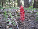 photo thumbnail #13