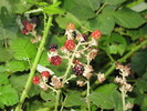 photo thumbnail #4
