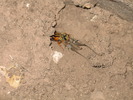 photo thumbnail #6