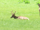 photo thumbnail #2