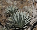photo thumbnail #14
