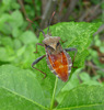 photo thumbnail #15