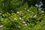 photo thumbnail #10