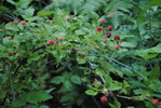 photo thumbnail #12