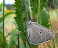 photo thumbnail #7