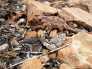 photo thumbnail #12