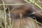 photo thumbnail #13