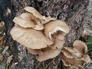 photo thumbnail #7