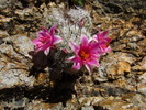 photo thumbnail #8
