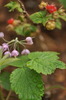 photo thumbnail #11