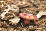 photo thumbnail #12