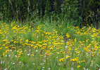 photo thumbnail #13