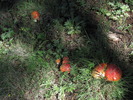 photo thumbnail #12