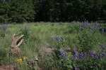 photo thumbnail #5