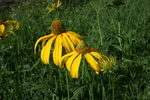 photo thumbnail #15
