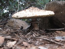 photo thumbnail #4