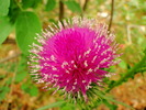 photo thumbnail #10