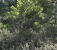 photo thumbnail #12