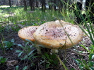 photo thumbnail #6