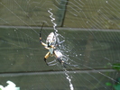 photo thumbnail #11