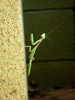 photo thumbnail #15