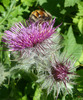 photo thumbnail #7