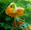 photo thumbnail #8