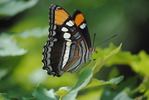 photo thumbnail #8