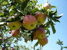 photo thumbnail #11