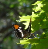 photo thumbnail #9